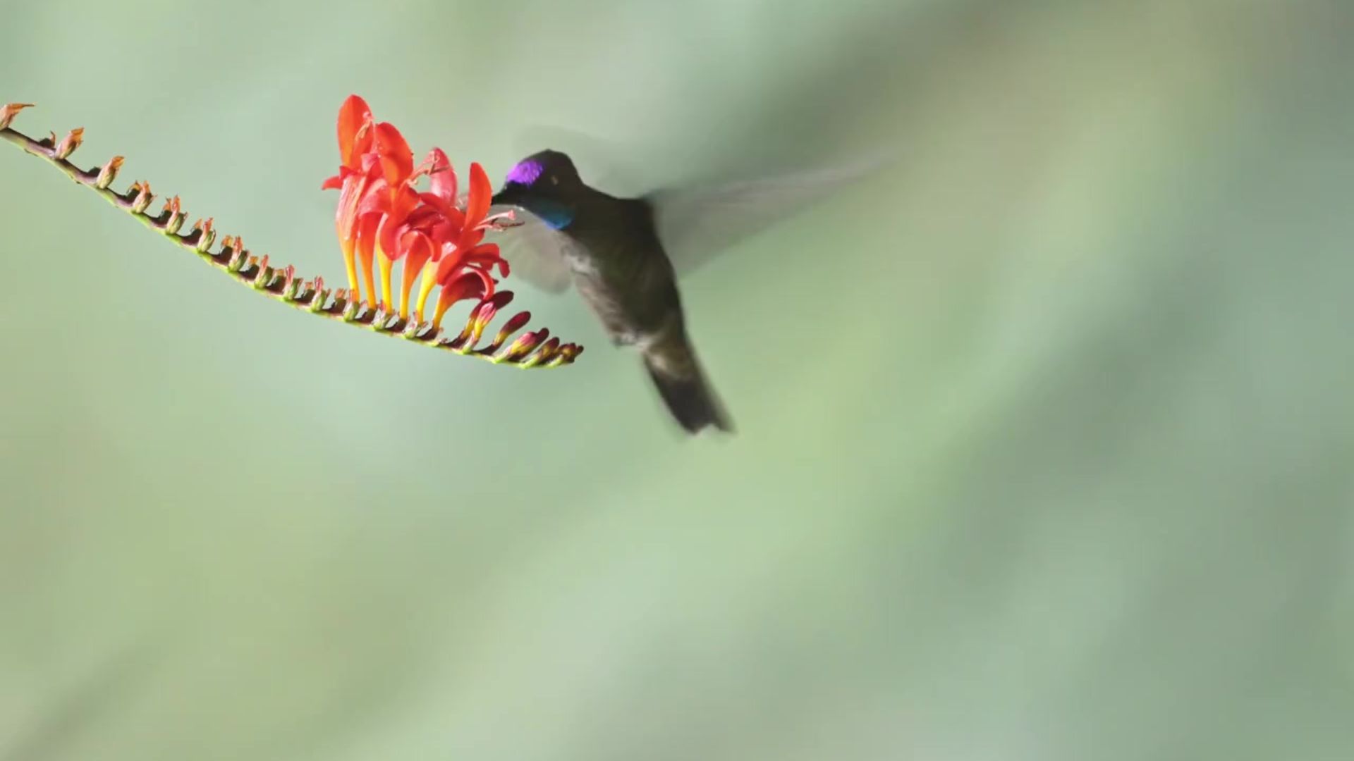 Hummingbird backwards flight