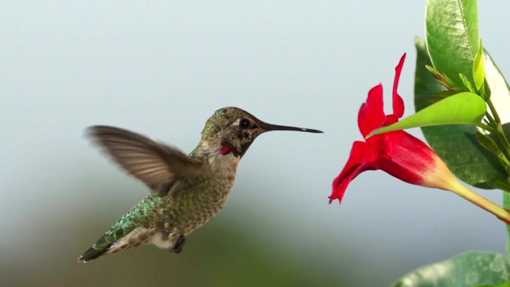 Hummingbird backwards flight